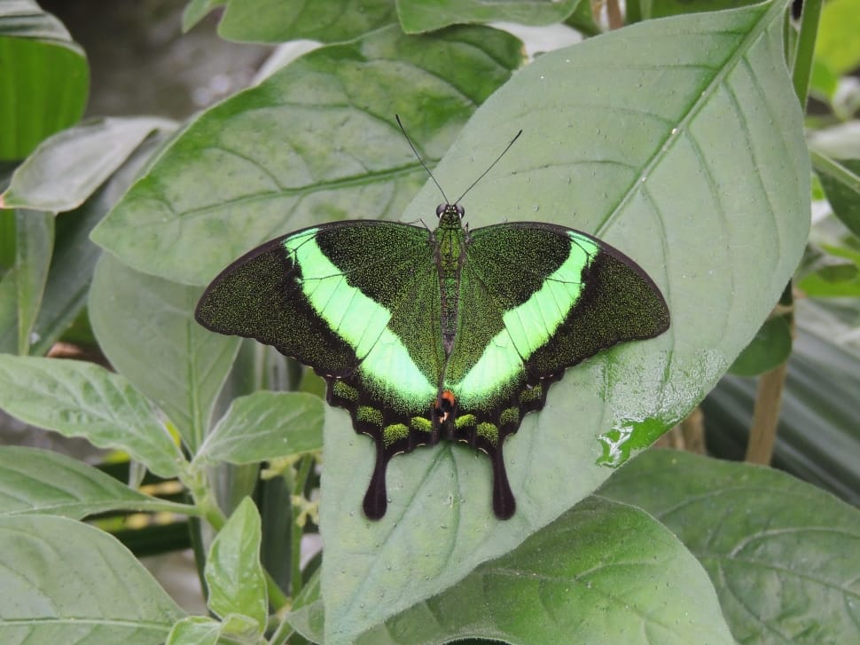 black and green butterfly preview
