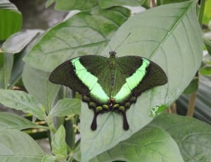 black and green butterfly thumbnail