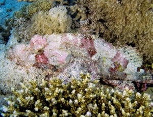 pink and white stonefish thumbnail