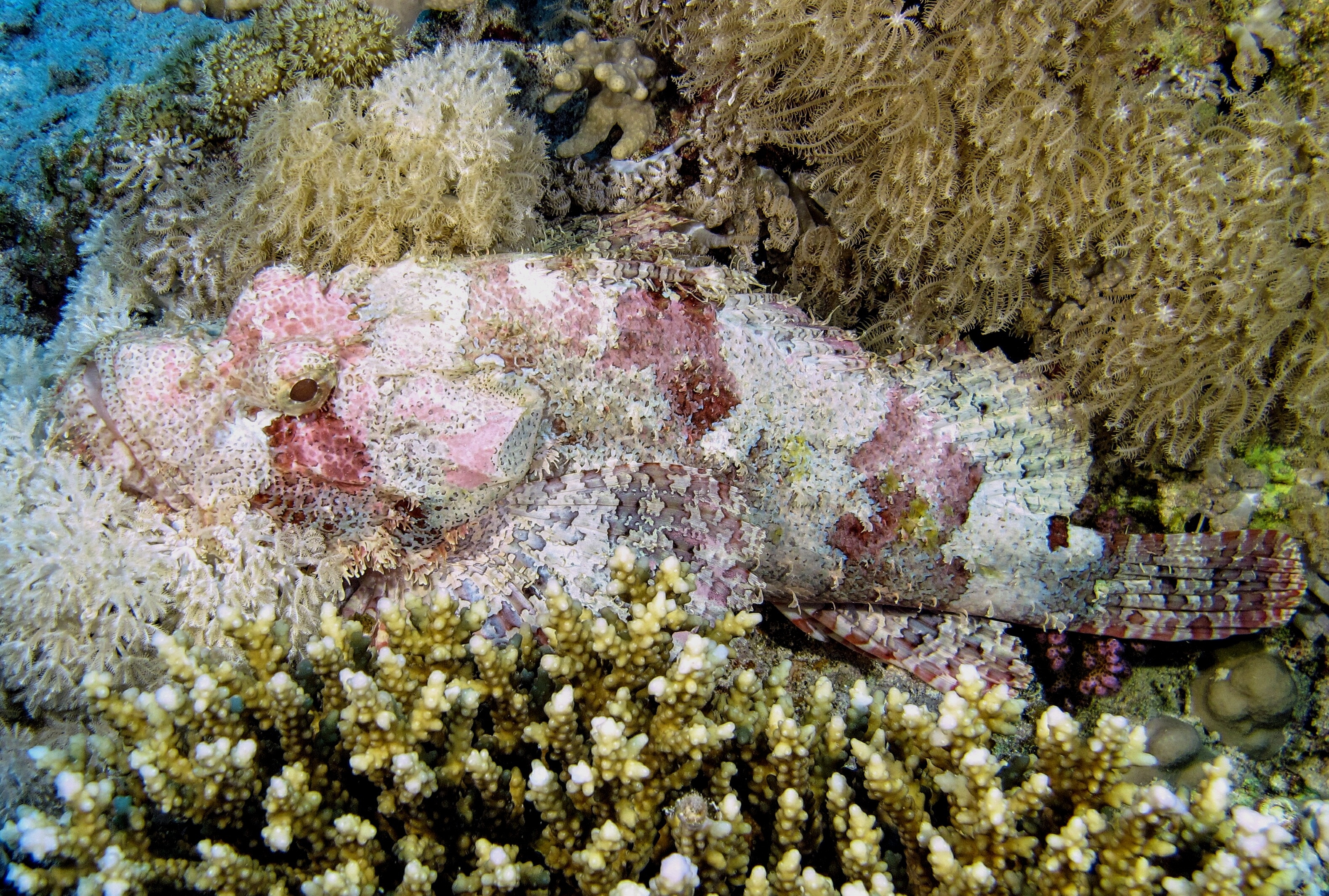 pink and white stonefish
