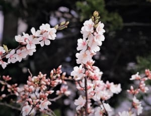 shallow focus photography of white and pink flowers thumbnail