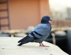 pigeon bird on white surface thumbnail