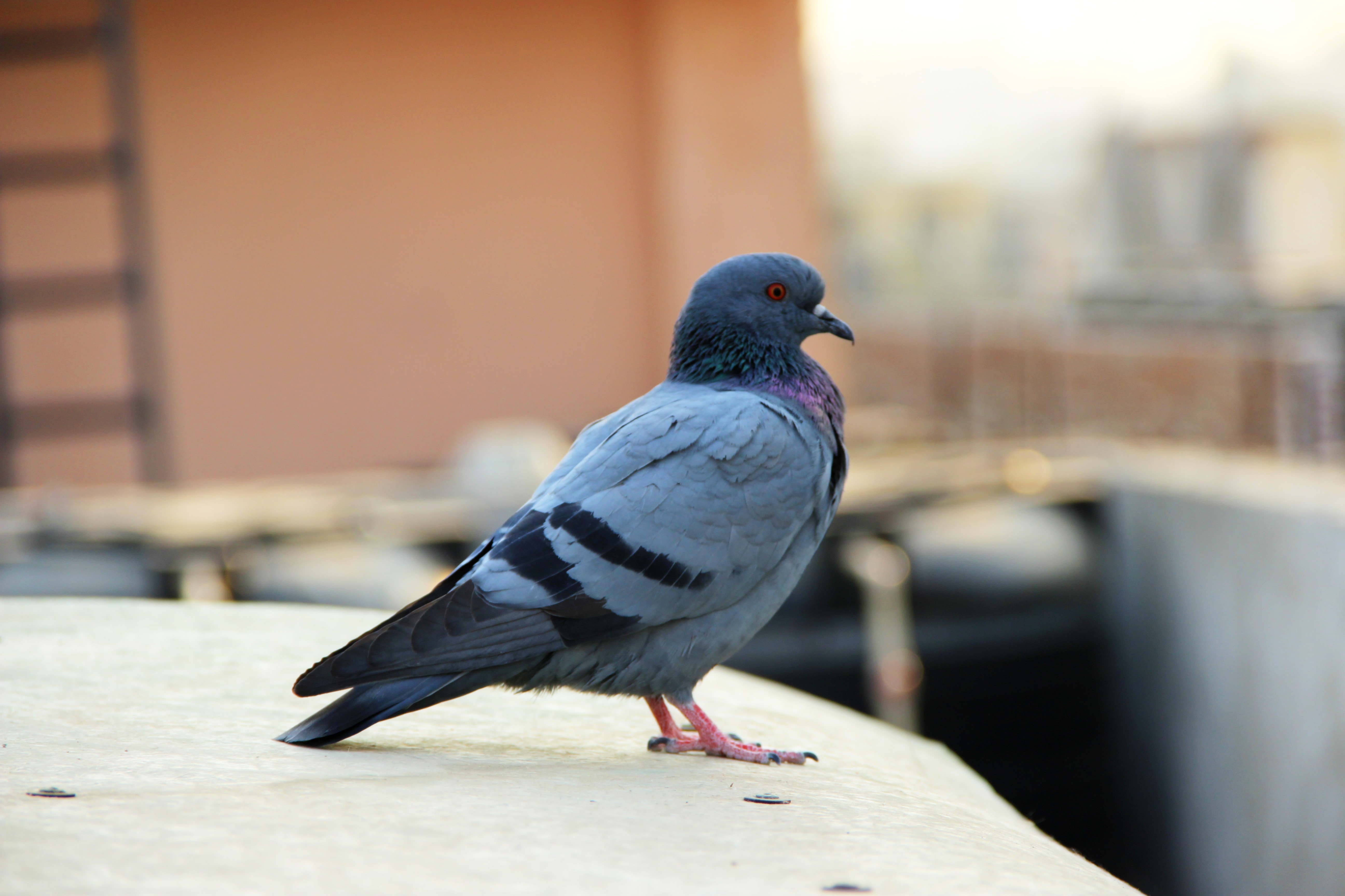 pigeon bird on white surface
