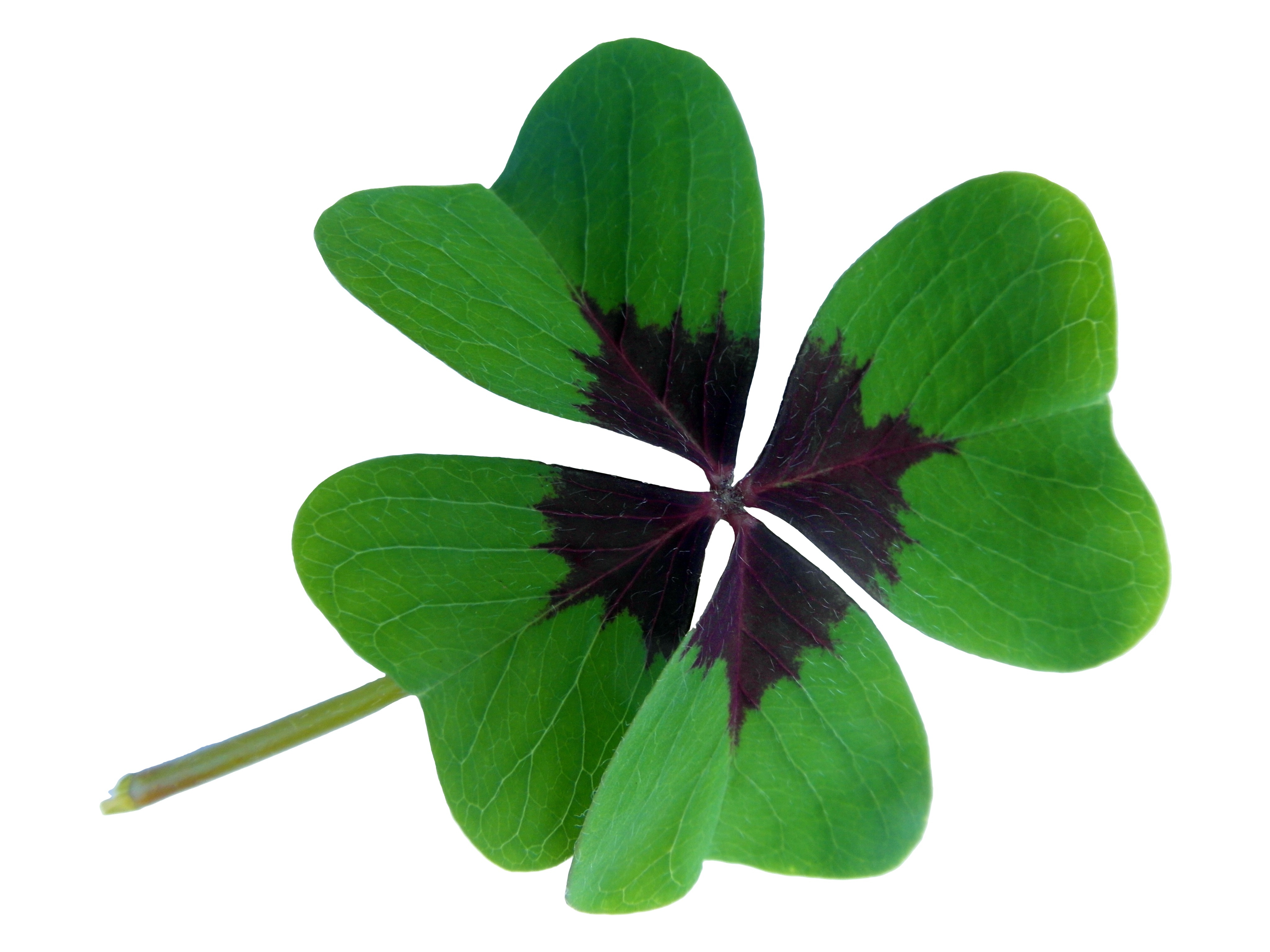 green and purple clover leaf