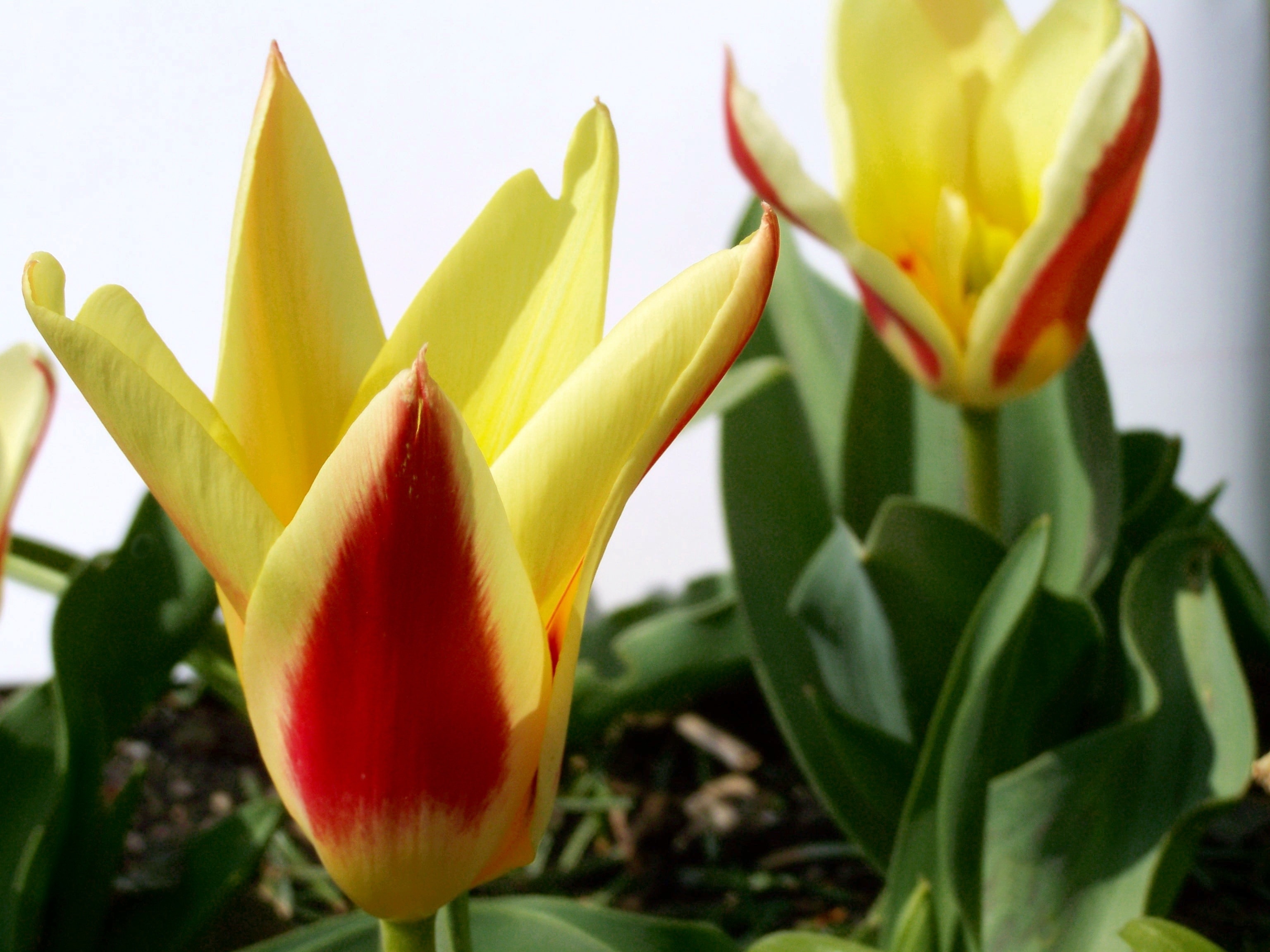 Tulip, Spring Flower, Two Color, flower, aloe