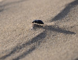 dung beetle thumbnail