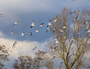 flock of white birds thumbnail