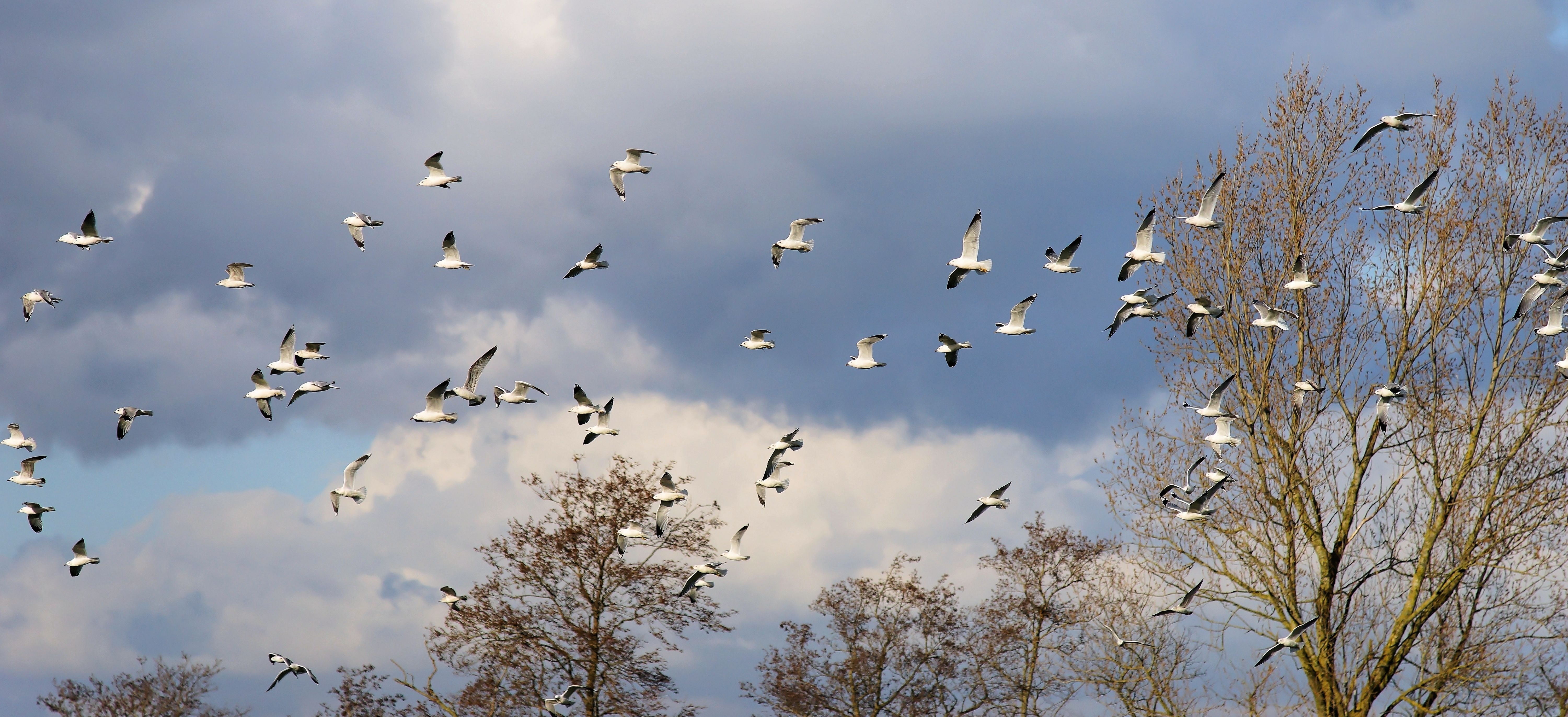 flock of white birds
