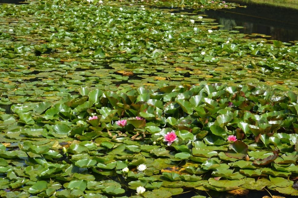 green water lilies preview