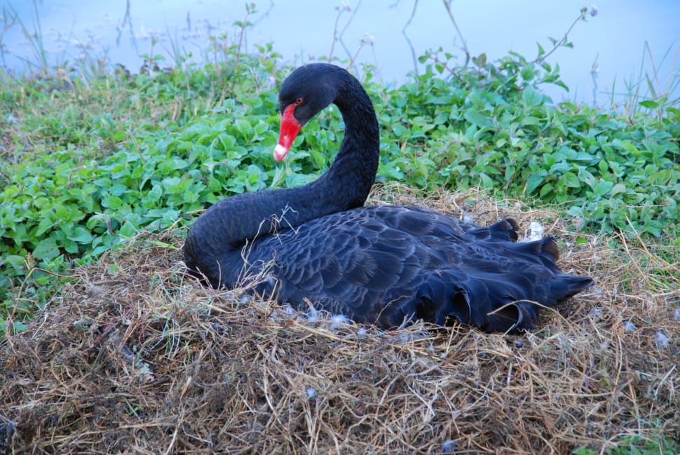 black swan preview