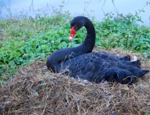 black swan thumbnail