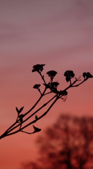 silhouette of flower thumbnail