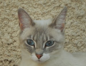 gray and white cat thumbnail