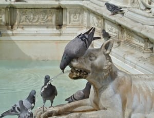 rock pigeons and gray dog statuette thumbnail