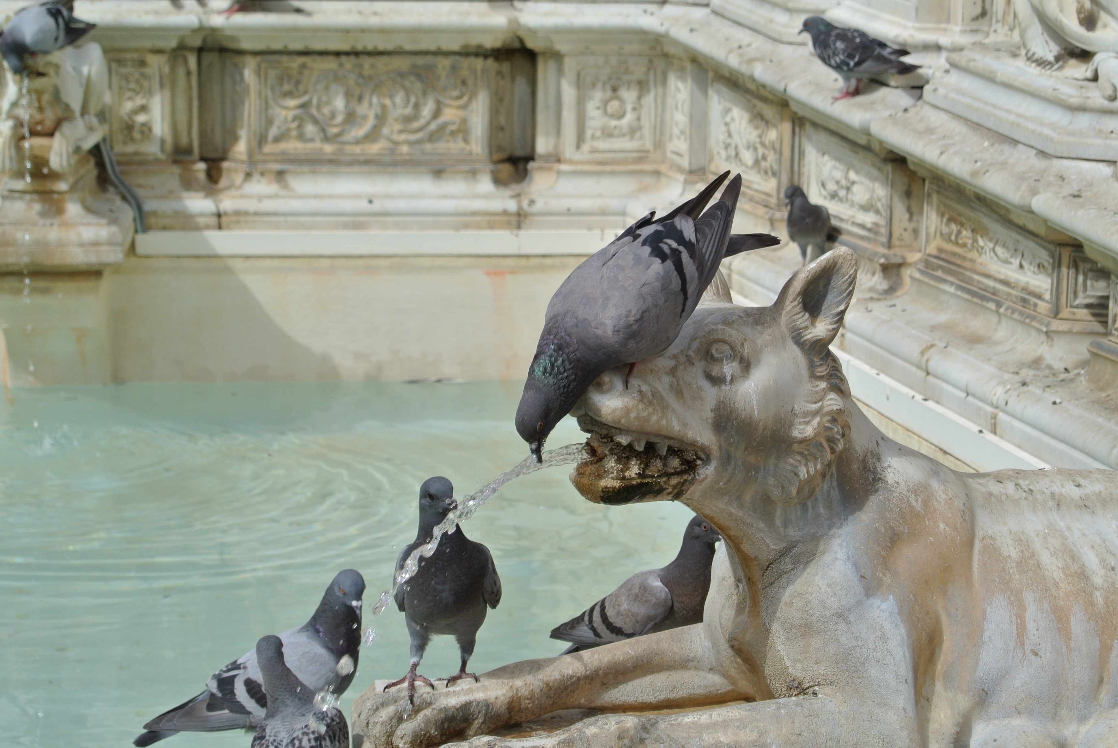 rock pigeons and gray dog statuette
