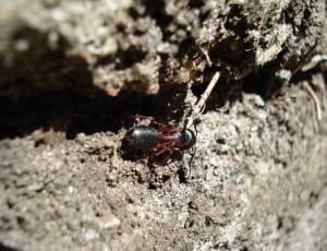 black and red ant thumbnail