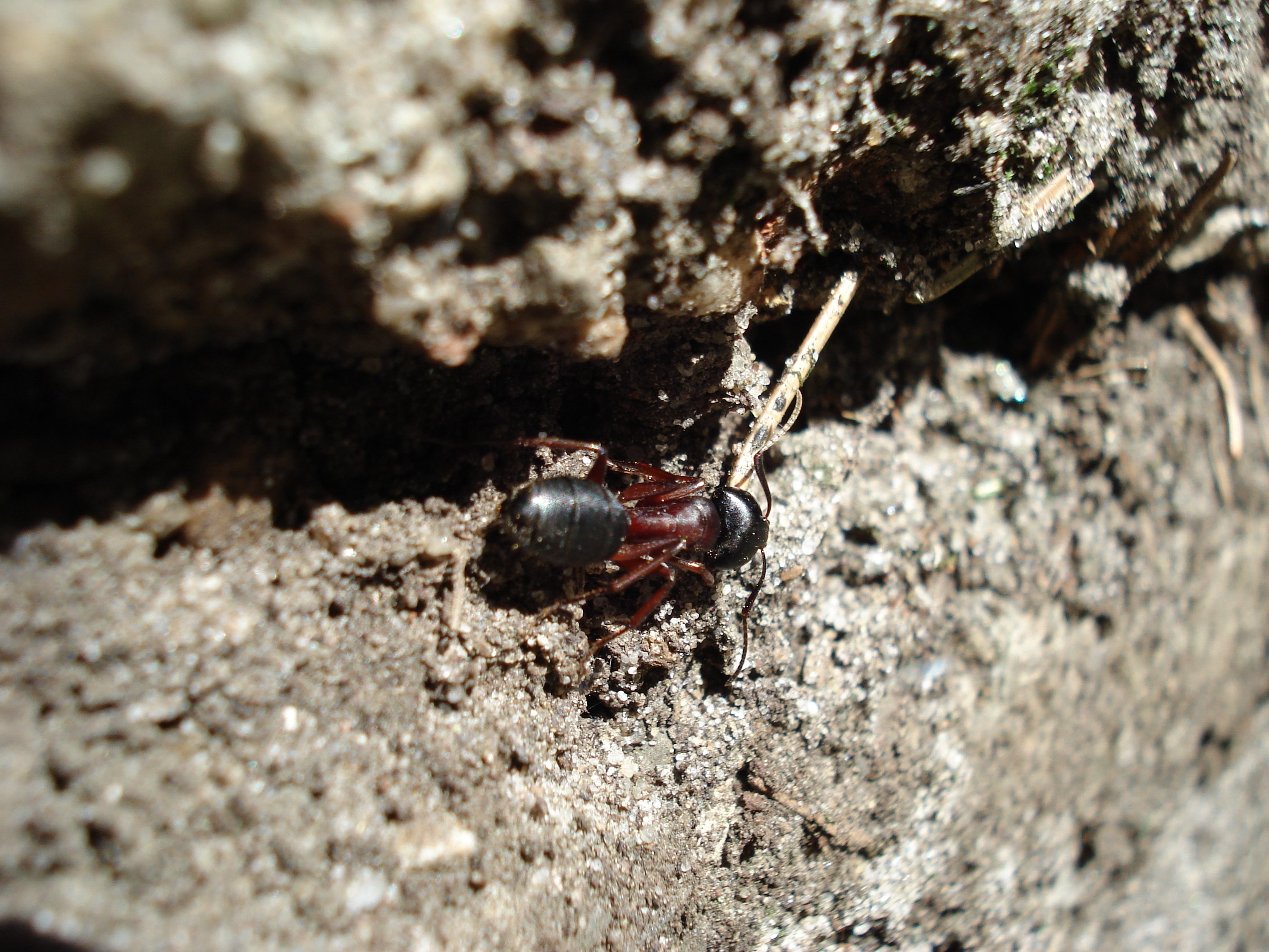 black and red ant
