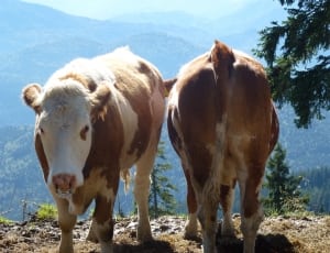 2 brown and white cows thumbnail
