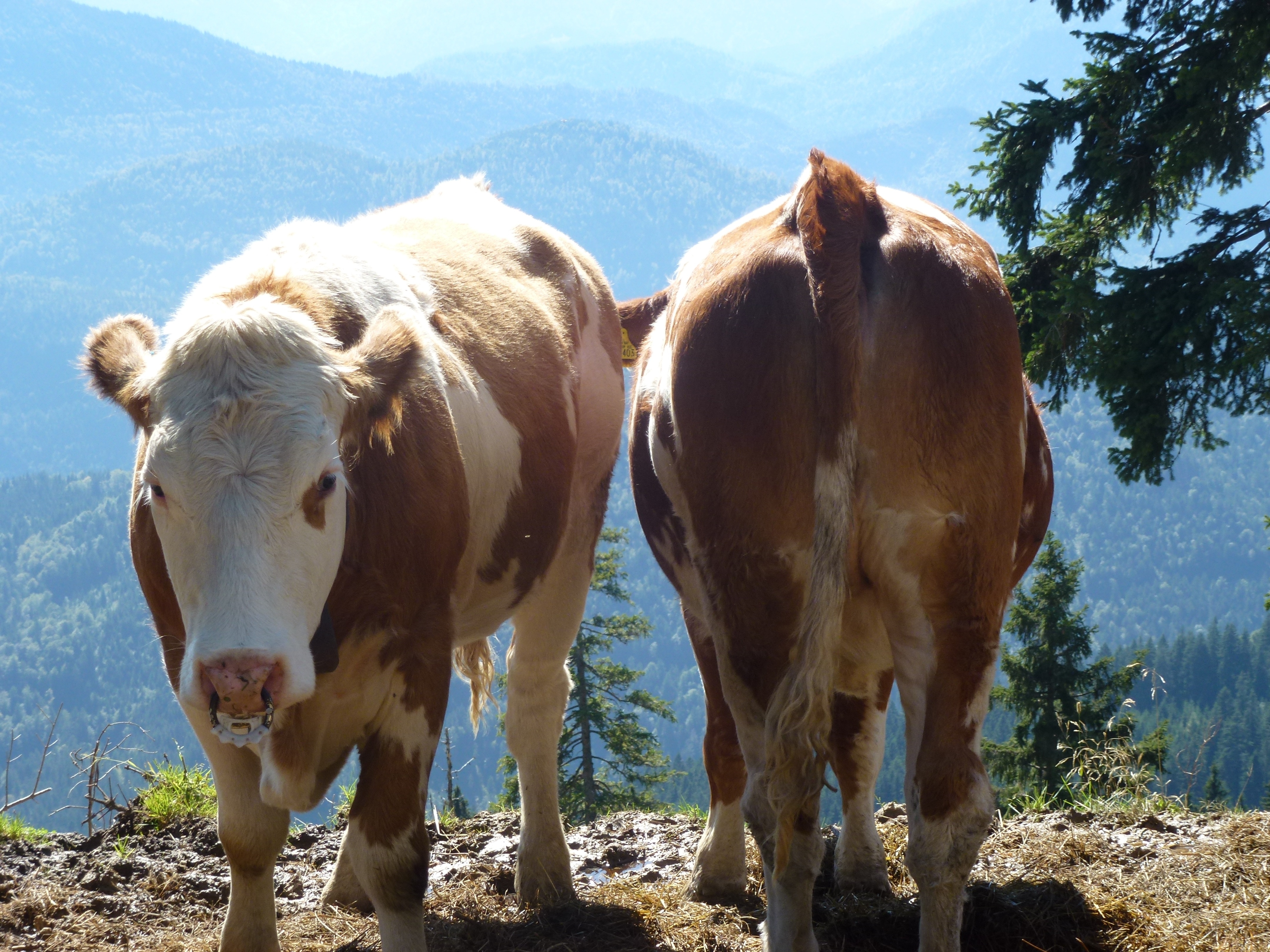2 brown and white cows