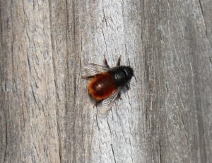 black and brown flying insect thumbnail