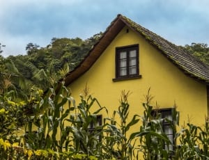 yellow painted house thumbnail