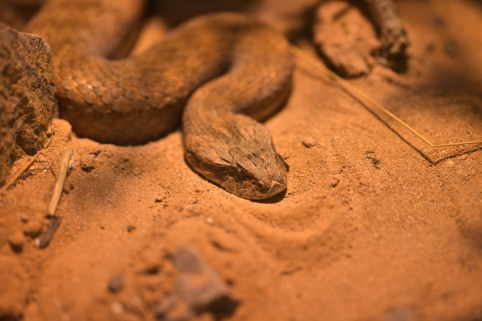 brown snake preview