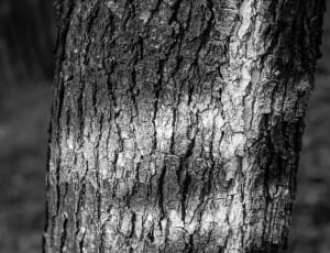 greyscale tree bark thumbnail