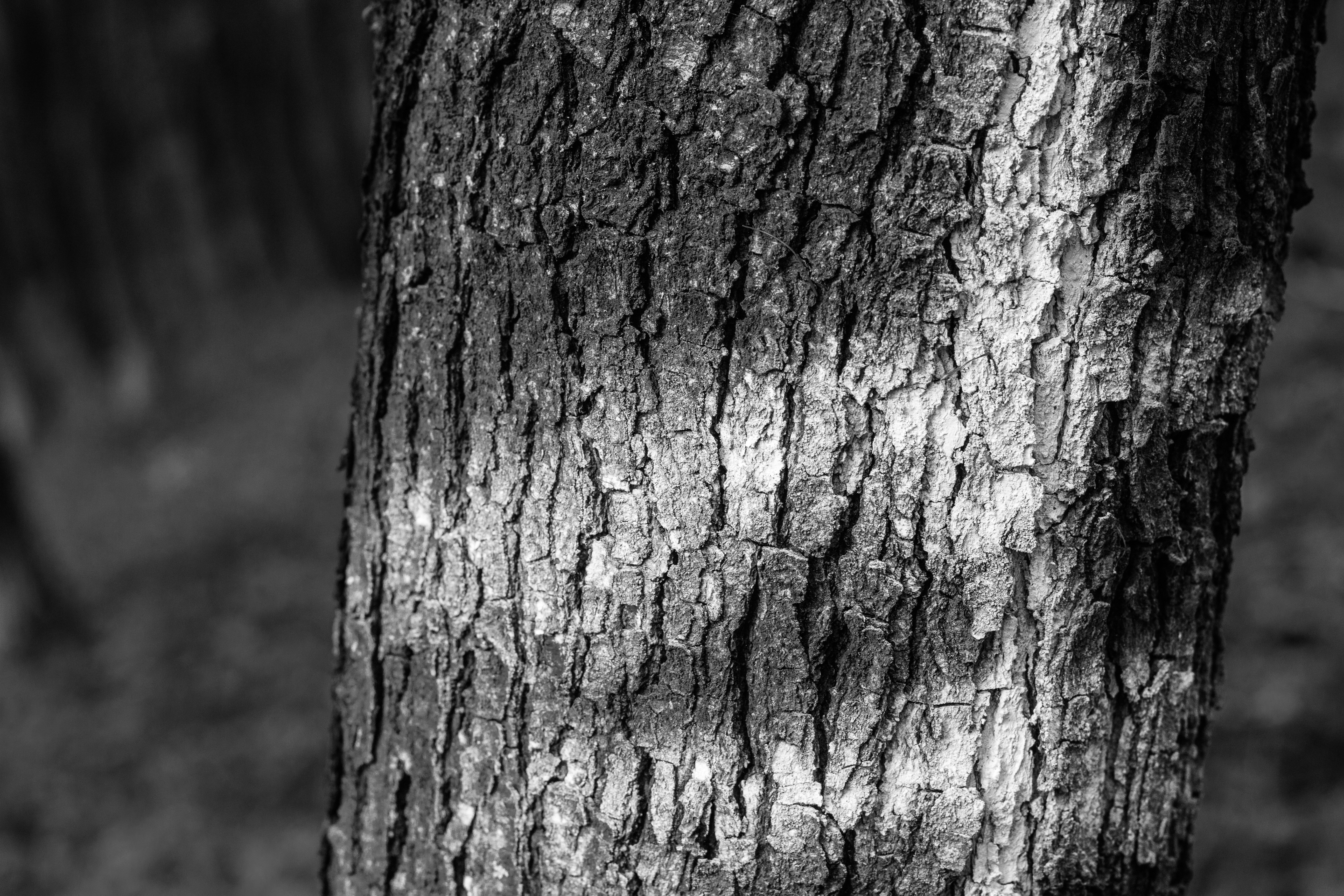greyscale tree bark