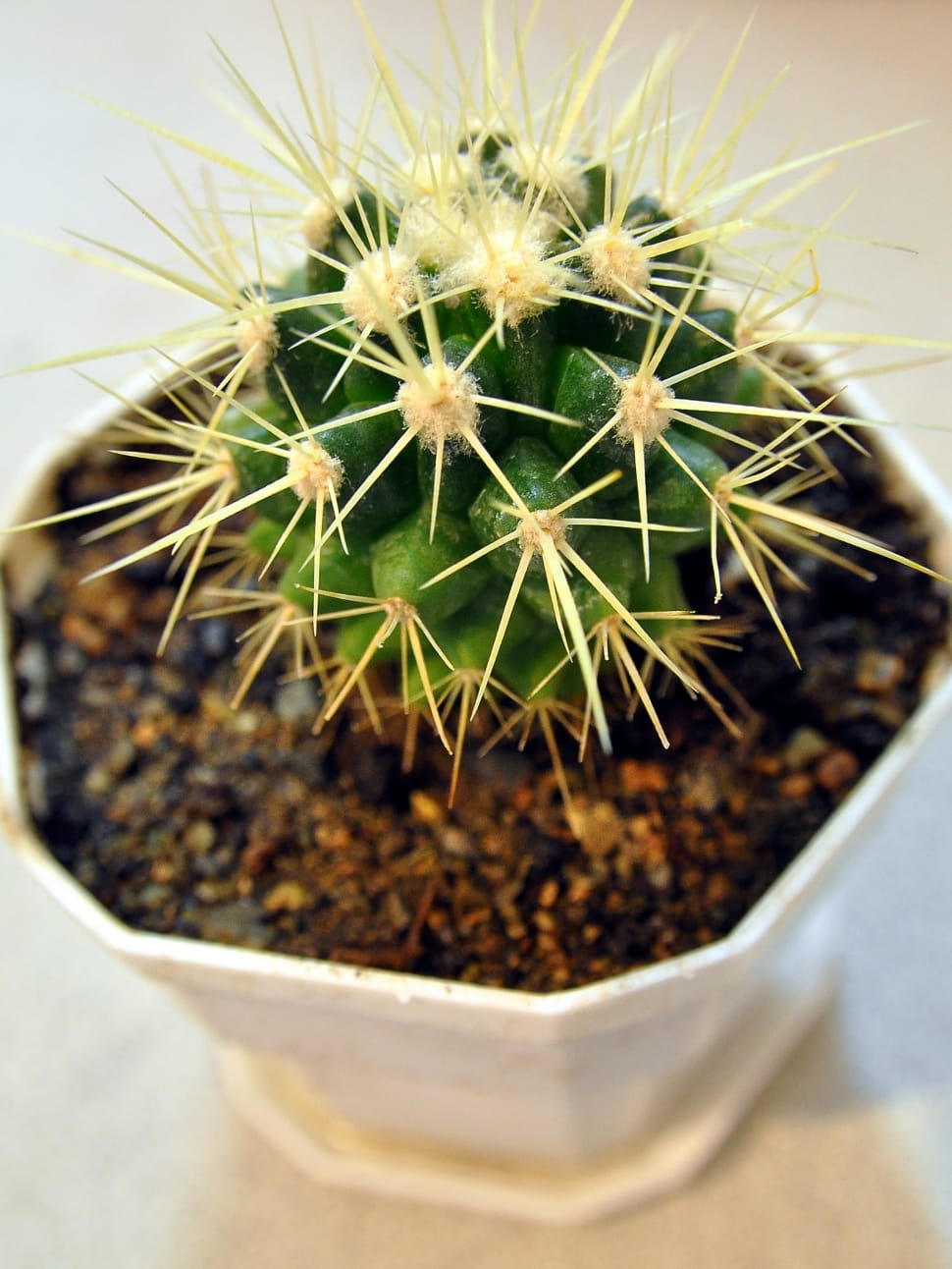 green cactus plant preview