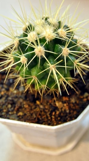green cactus plant thumbnail