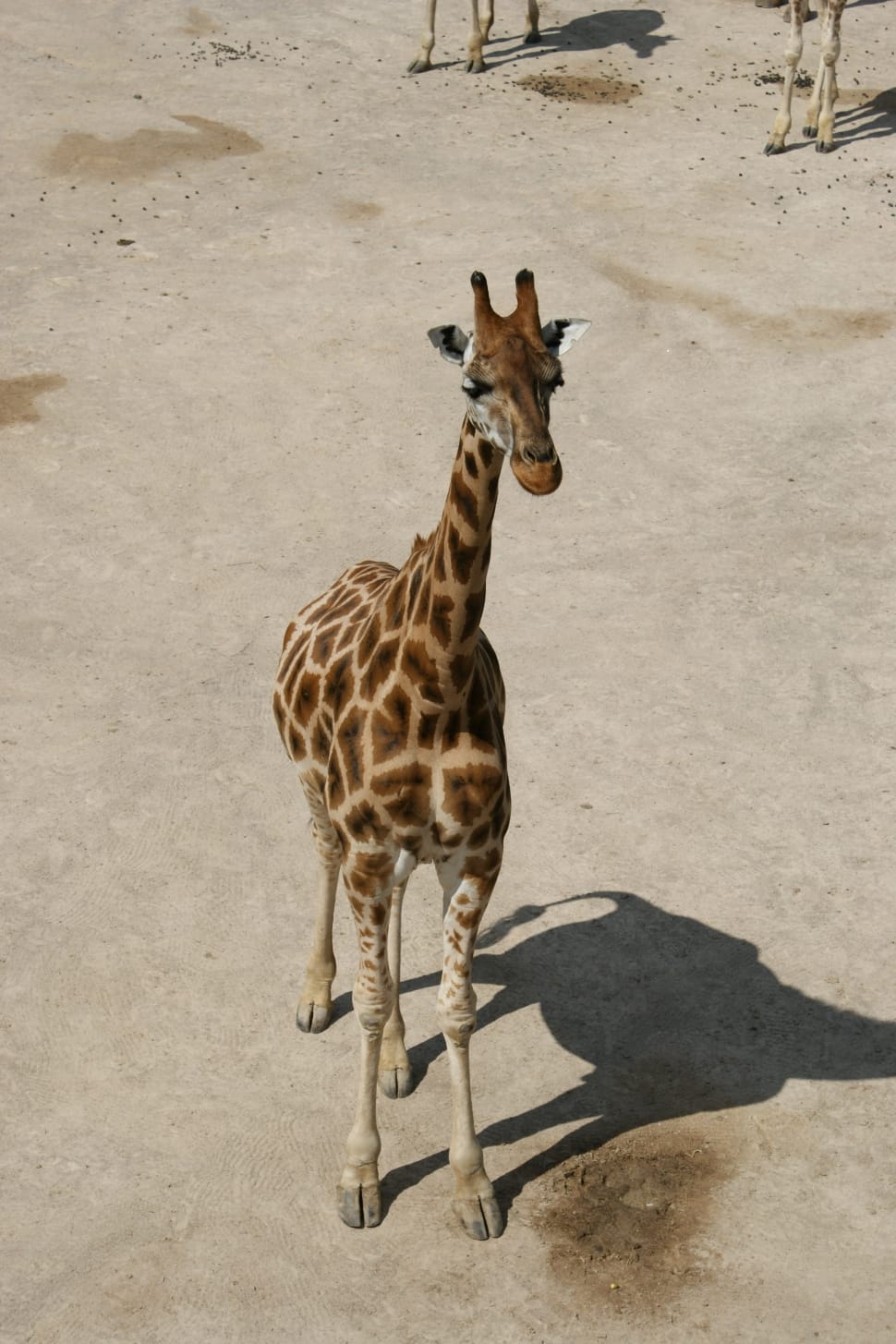adult giraffe preview
