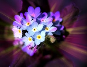 white and purple flowers thumbnail
