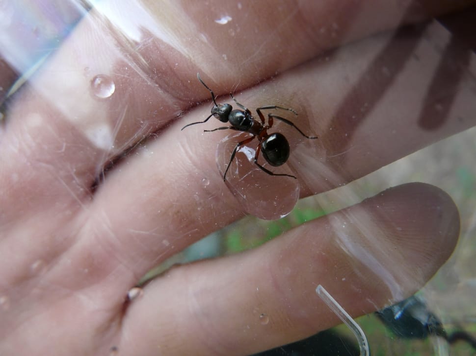 black ant on hand preview