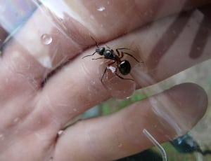 black ant on hand thumbnail
