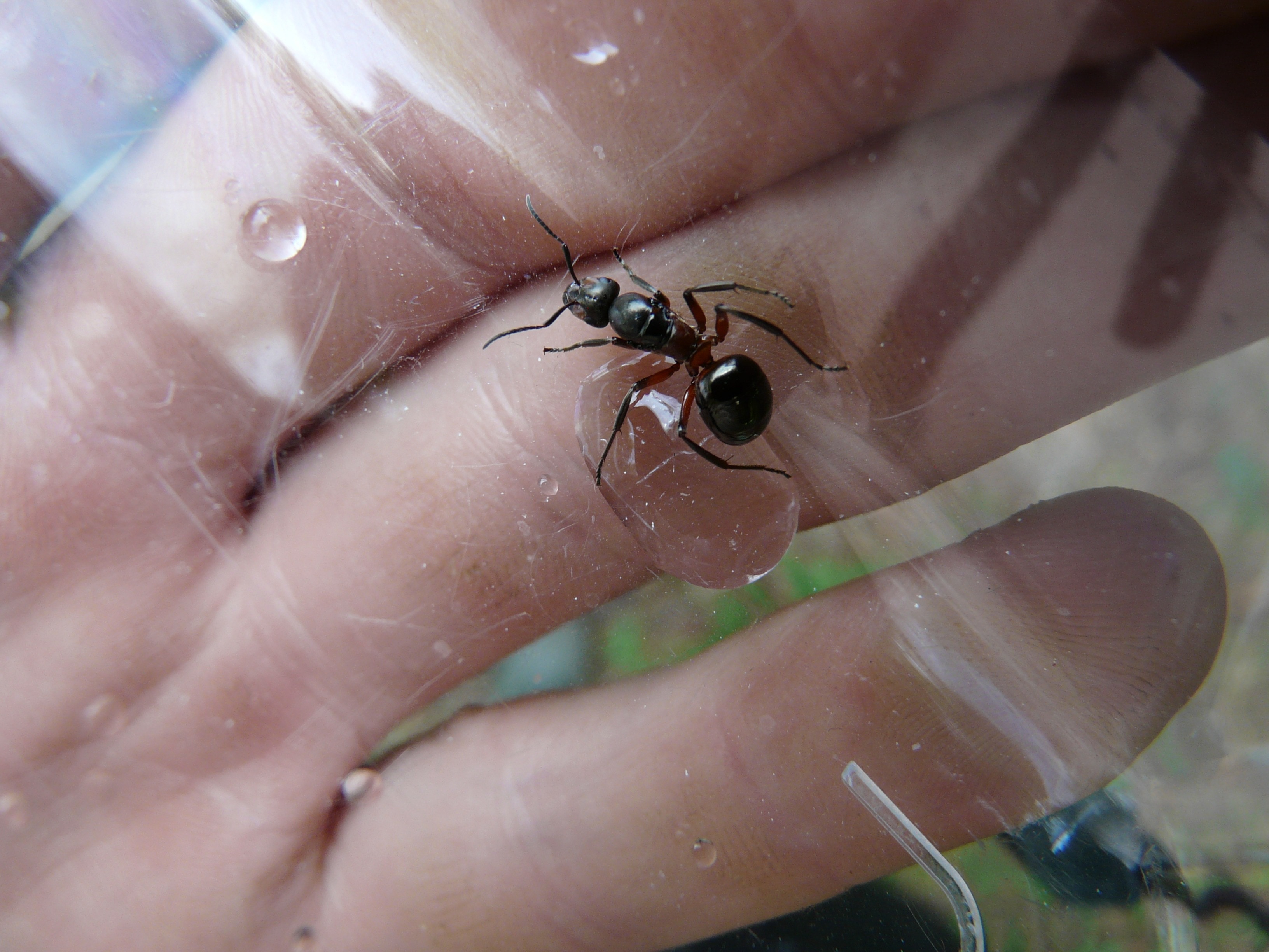 black ant on hand
