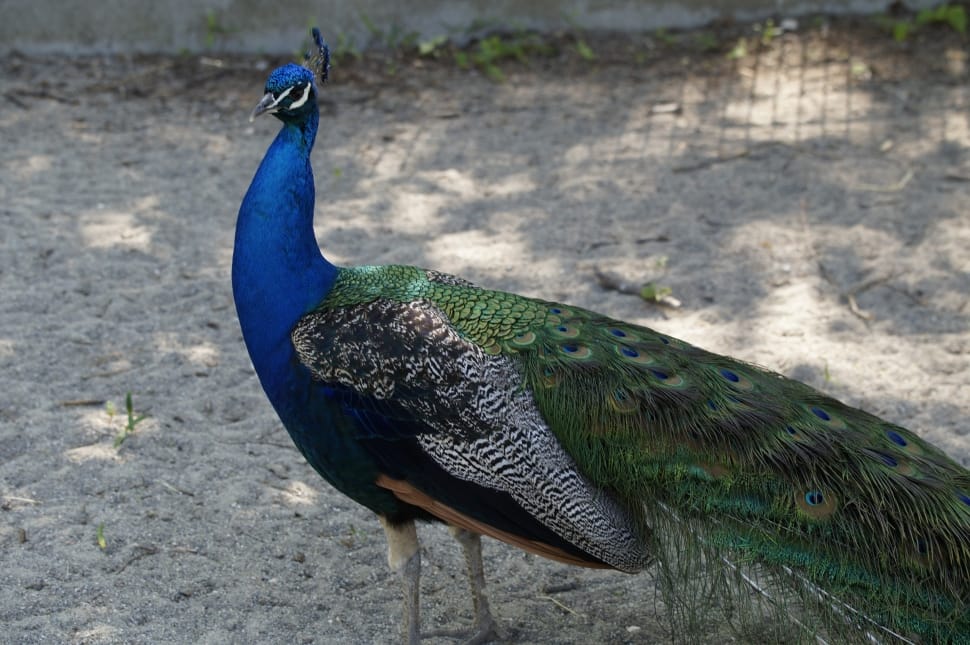 close up photo of peacock preview