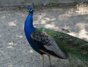 close up photo of peacock thumbnail