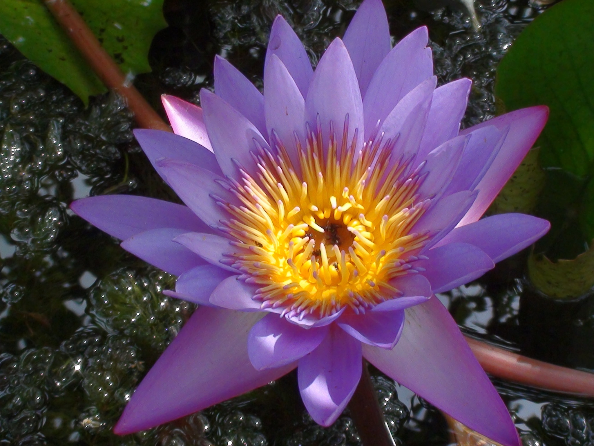 purple and yellow flower on body of water
