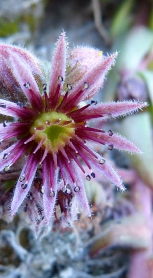purple white and pink flower thumbnail