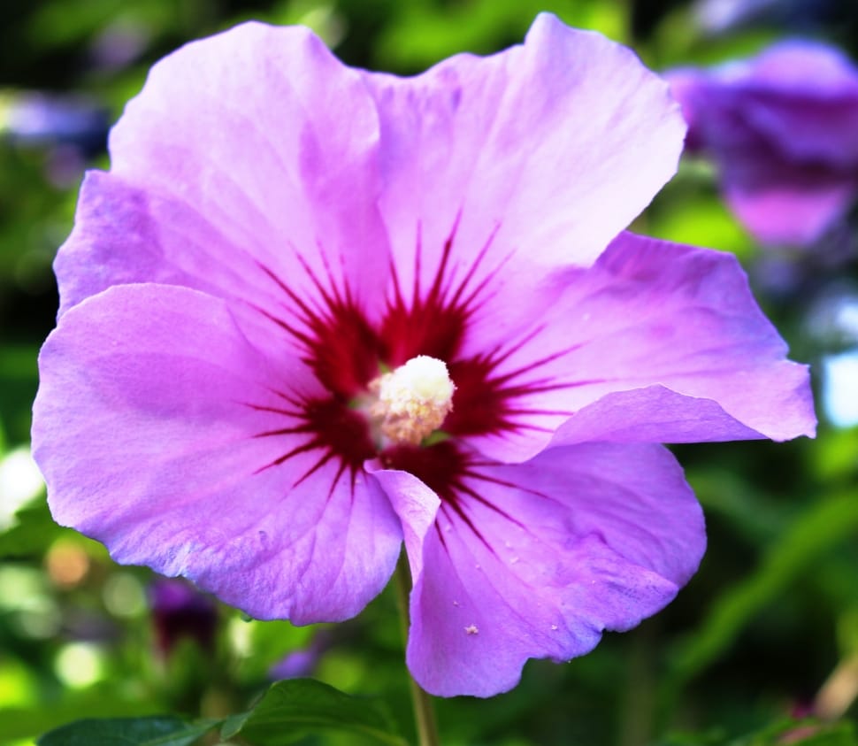 purple hibiscus flower preview
