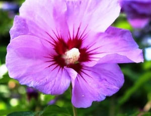 purple hibiscus flower thumbnail