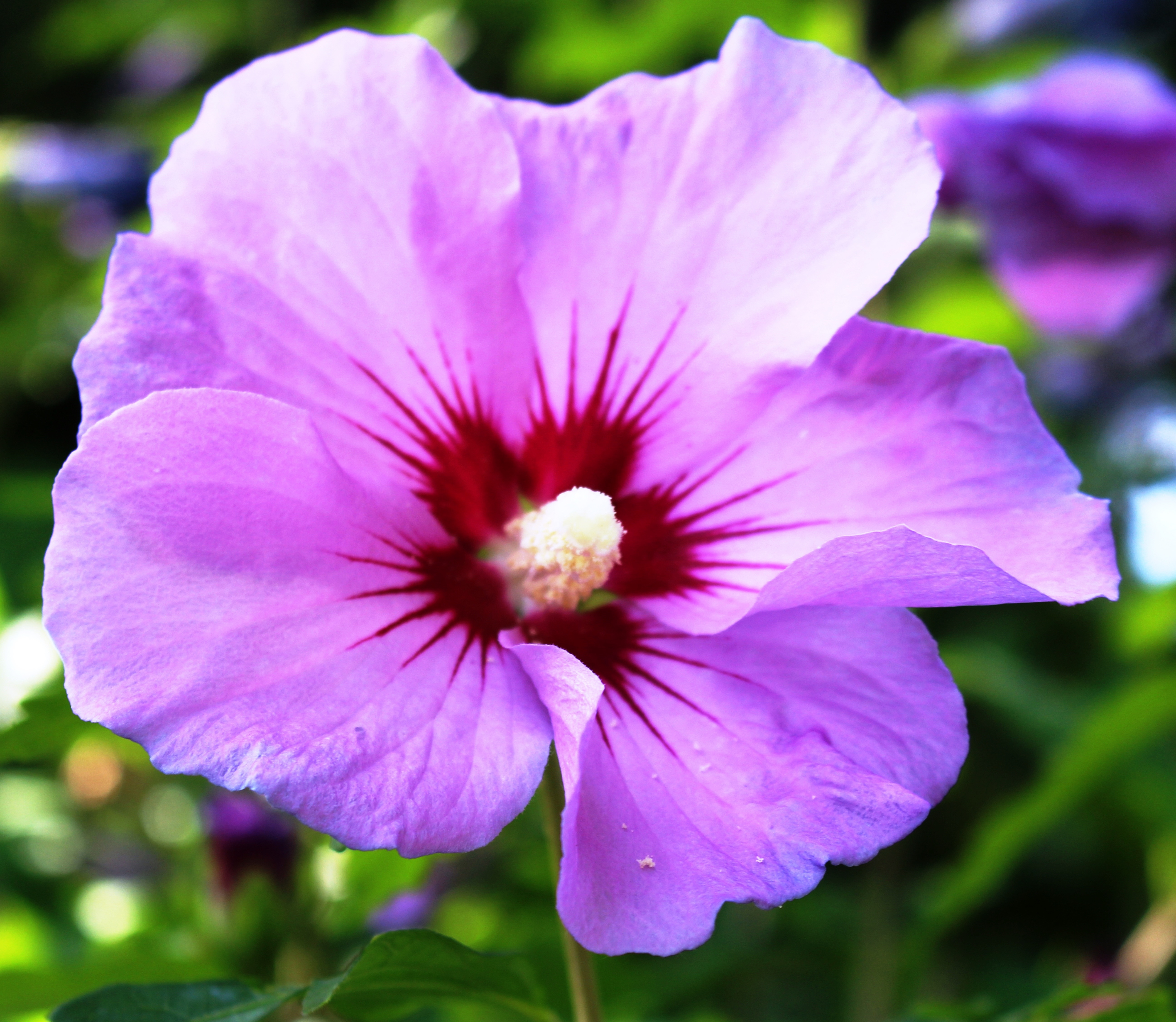 purple hibiscus flower