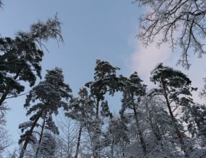 snow capped trees thumbnail