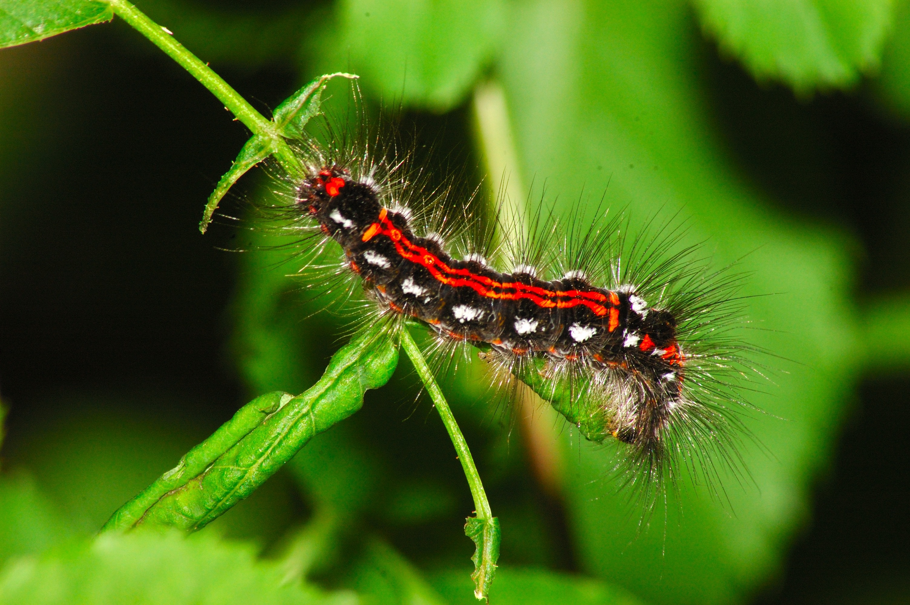 red and black spiky caterpillar