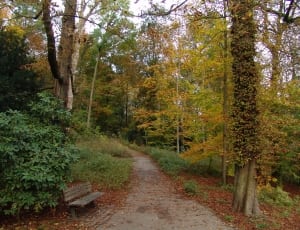 brown wooden park bench near green and yellow trees thumbnail