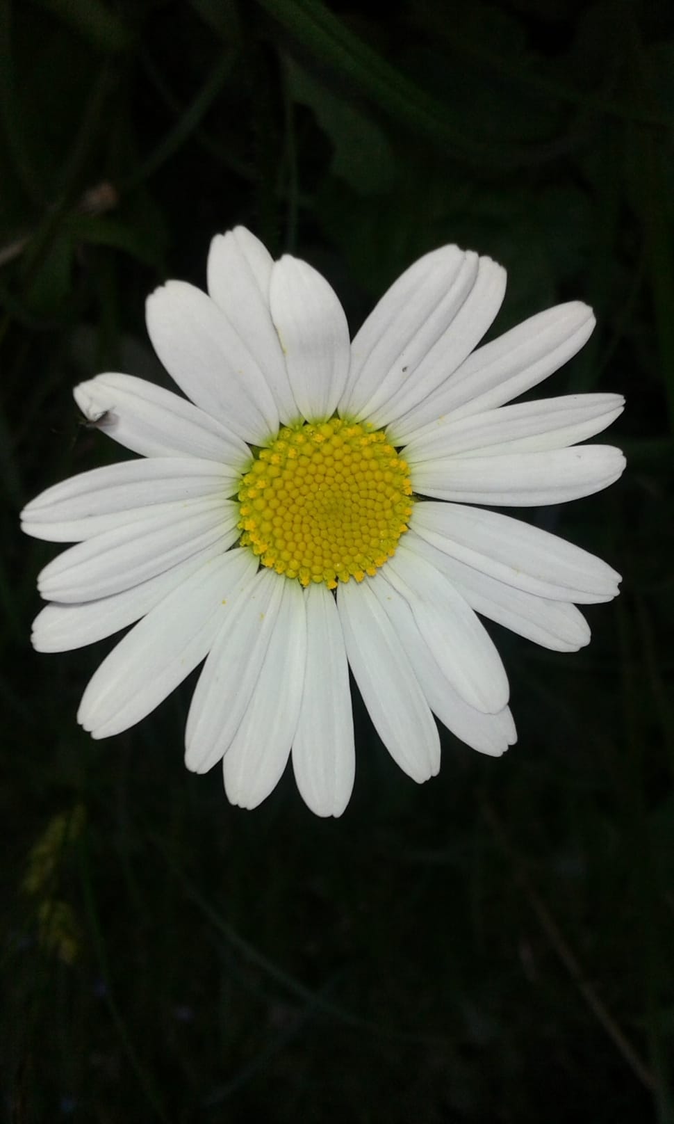 white and yellow daisy preview