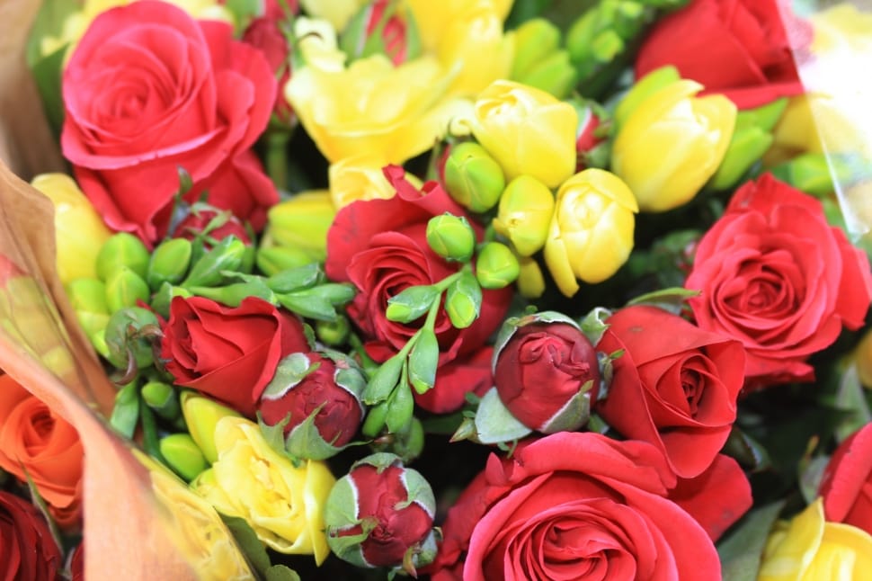 red and yellow roses preview