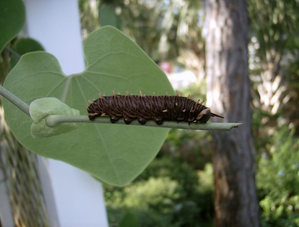 brown caterpillar preview