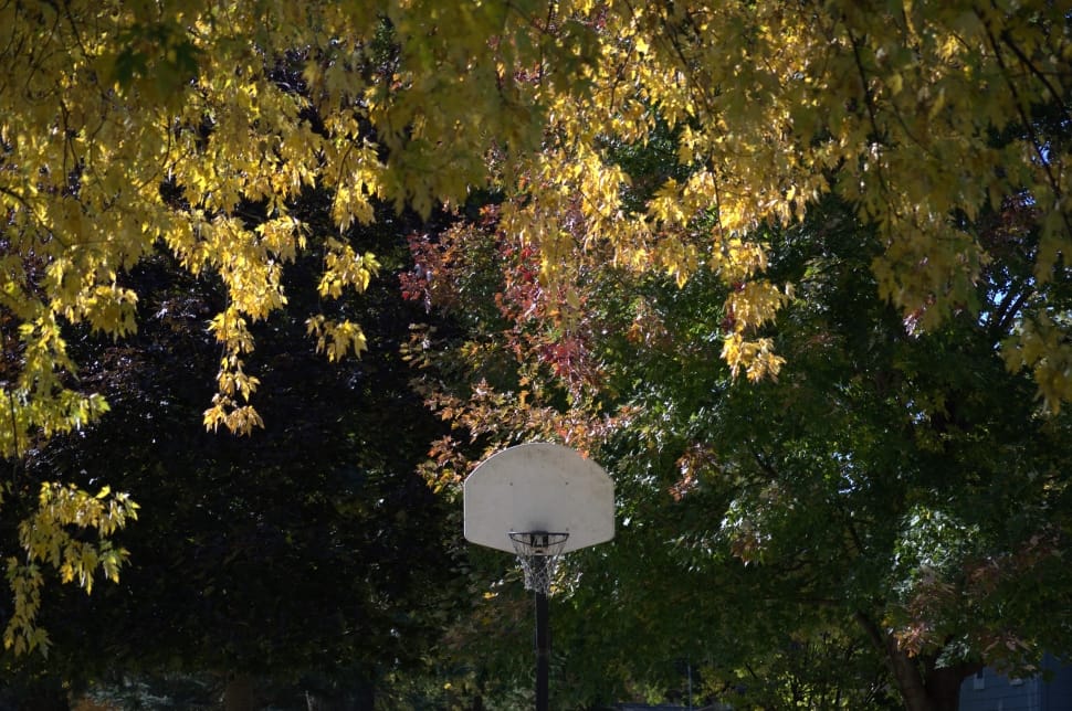 white backboard hoop under trees preview