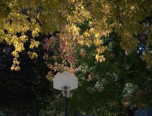 white backboard hoop under trees thumbnail